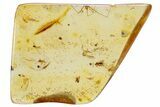 Polished Colombian Copal ( g) - Contains Long-Legged Spider! #265244-1